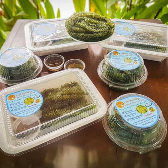 ประมงไทยใต้ร่มพระบารมี เทิดไท้พระบรมราชชนนีพันปีหลวง ตอน...ฟาร์มทะเลตัวอย่าง..คลิก