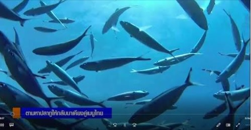 ขอเชิญรับชม สกู๊ปข่าวกรมประมง  “เรื่อง การตามหาปลาทูให้กลับมาเคียงคู่เมนูไทย”..คลิก