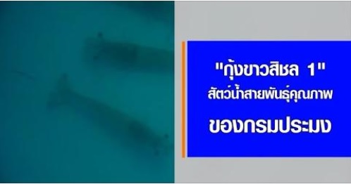 ขอเชิญรับชม สกู๊ปข่าวกรมประมง  “เรื่อง กุ้งขาวสิชล 1 สัตว์นำ้สายพันธุ์คุณภาพของกรมประมง”..คลิก