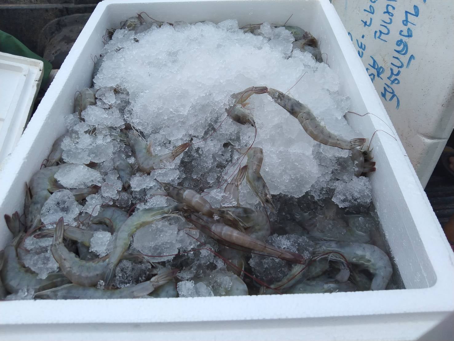 ผลการปฏิบัติงานด่านตรวจประมงสุรินทร์ วันที่ 26 สิงหาคม พ.ศ.2564..คลิก