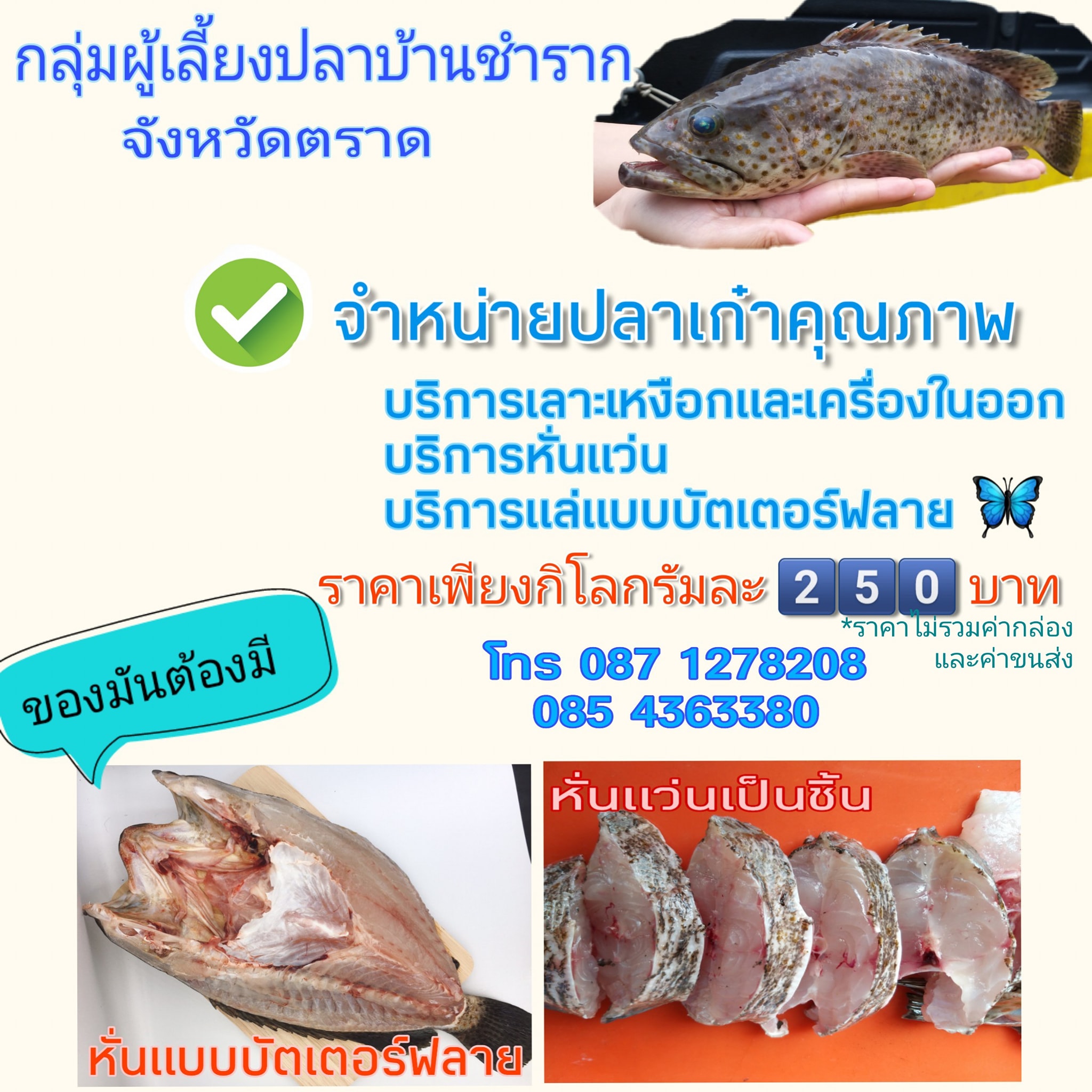 ปลาเก๋า แปลงใหญ่กลุ่มผู้เลี้ยงปลาทะเลบ้านชำราก จ.ตราด..คลิก