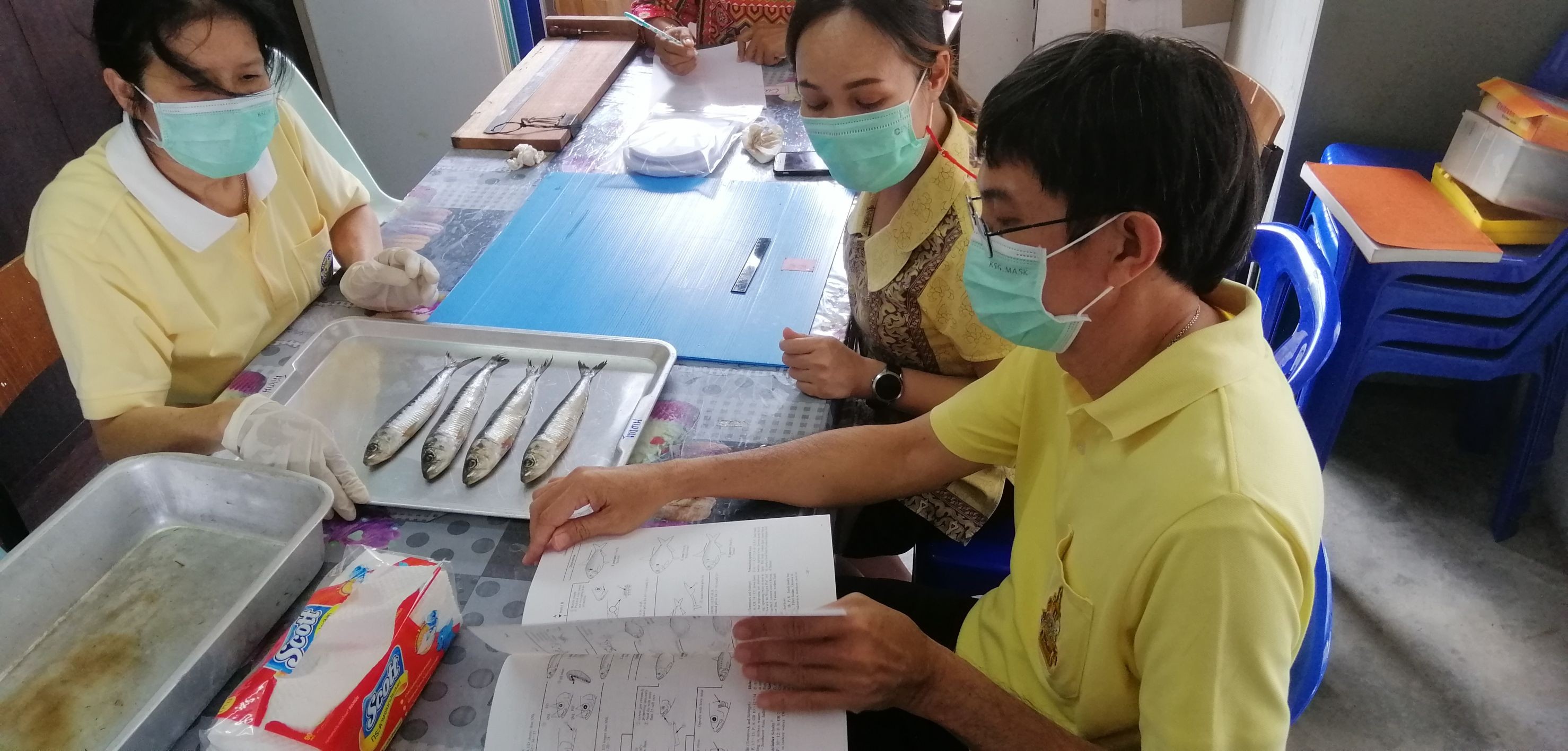 เมื่อวันที่ 1 และ 2 กันยายน 2564 เจ้าหน้าที่ของศูนย์วิจัยและพัฒนาประมงทะเลสงขลา ให้บริการจำแนก ชนิดสัตว์น้ำแก่บริษัทผู้แปรรูปผลิตภัณฑ์สัตว์น้ำ เพื่อออกหนังสือรับรองผลการตรวจสอบชนิดสัตว์น้ำ จำนวน 2 ราย..คลิก