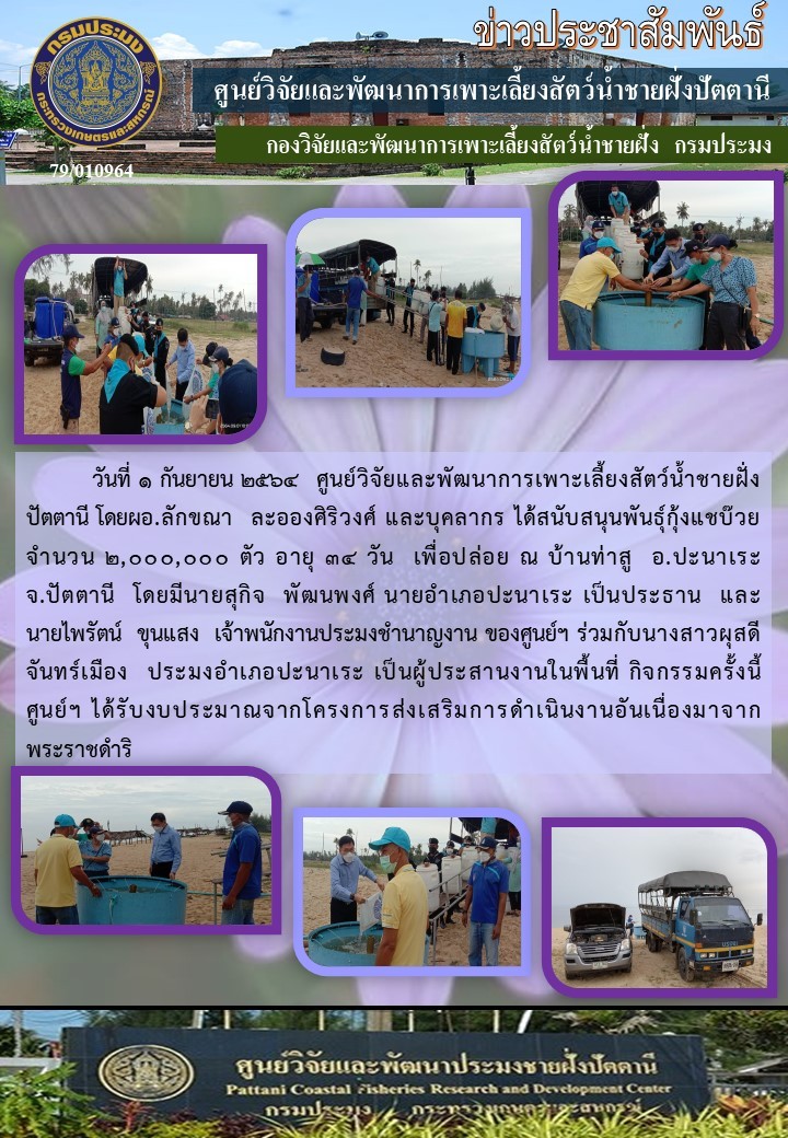 กิจกรรมปล่อยพันธุ์กุ้งแชบ๊วยจำนวน 2,850,000 ตัว บริเวณหาดบางสาย อ.ไม้แก่นและบ้านท่าสู อ.ปานาเระ จ.ปัตตานี..คลิก