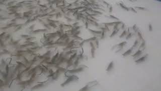 กุ้งก้ามกราม การดูแล