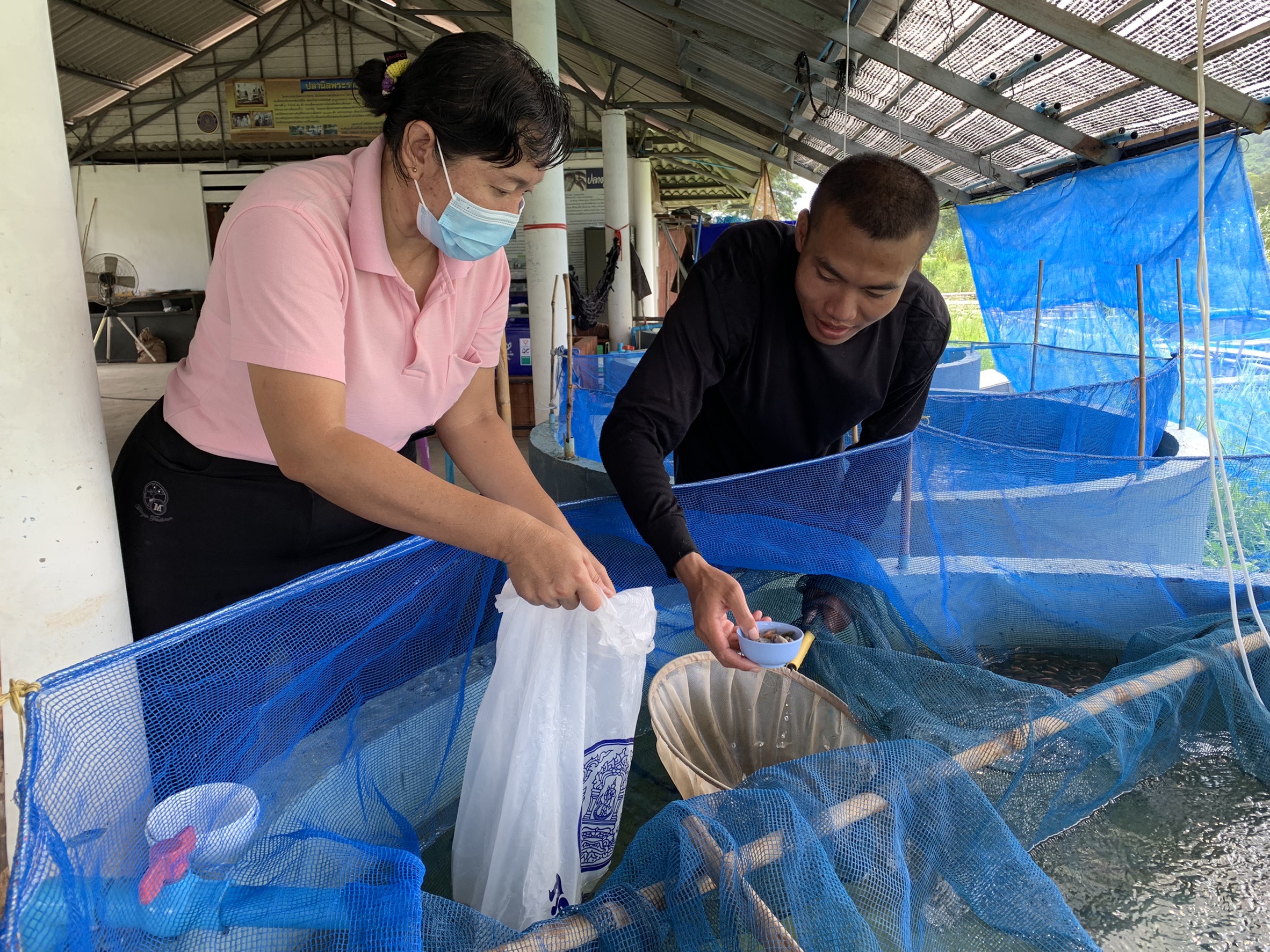 ประมง-ทหาร จับมือเฮ!!! ในที่สุดก็มีปลาแจกฟรีให้เกษตรกร เตรียมตั้งฐานผลิตลูกปลาครบวงจรแห่งแรกในนครนายก..คลิก