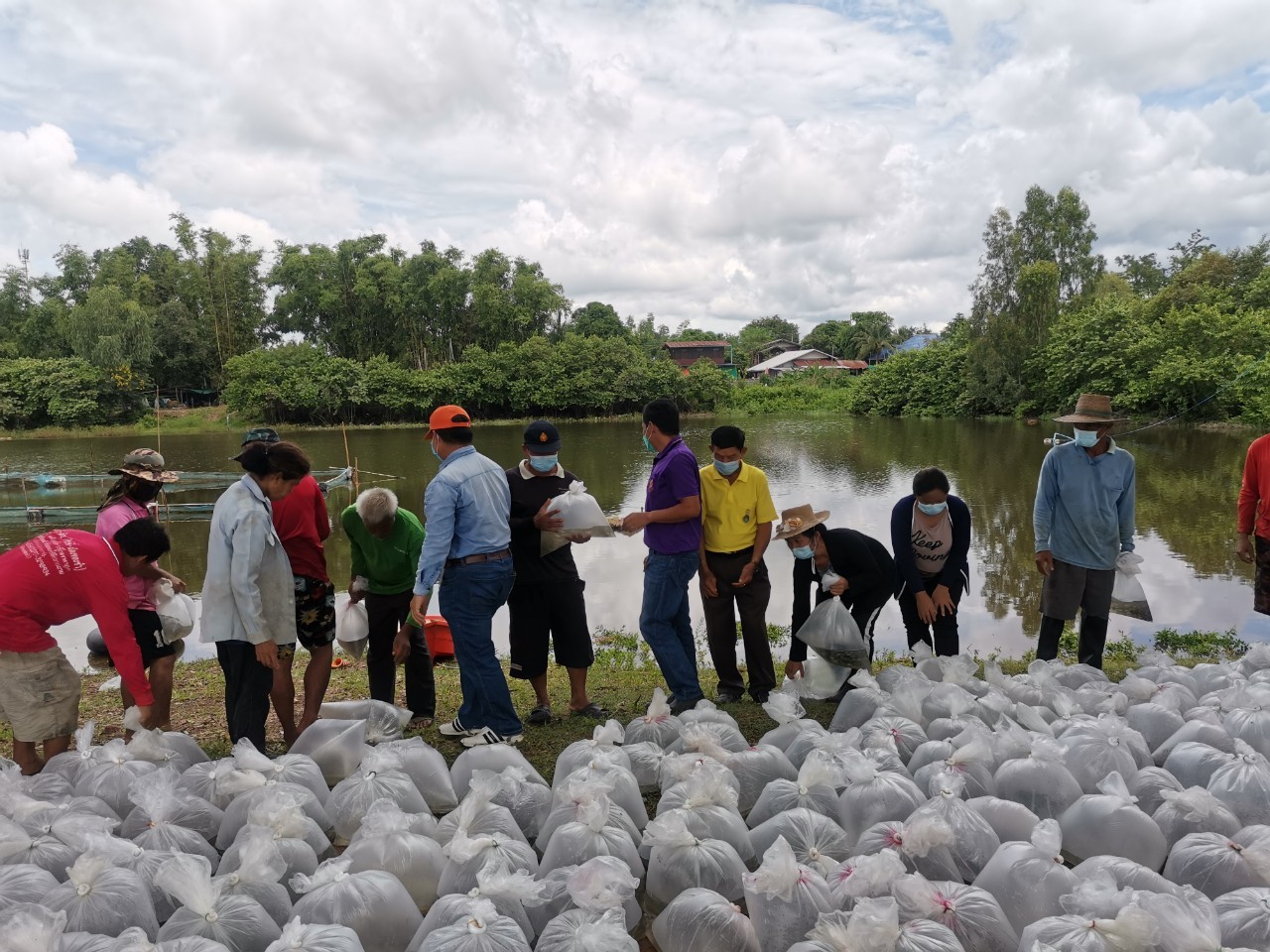  ประมงอำเภอม่วงสามสิบ มอบพันธุ์ปลา จำนวน 70,800 ตัว ที่ได้รับการสนับสนุนจากสำนักงานประมงจังหวัดอุบลราชธานี ตามโครงการส่งเสริมอาชีพด้านปศุสัตว์และประมง จังหวัดอุบลราชธานี กิจกรรมธนาคารผลผลิตเกษตรด้านการประมง ประจำปีงบประมาณ 2564..คลิก
