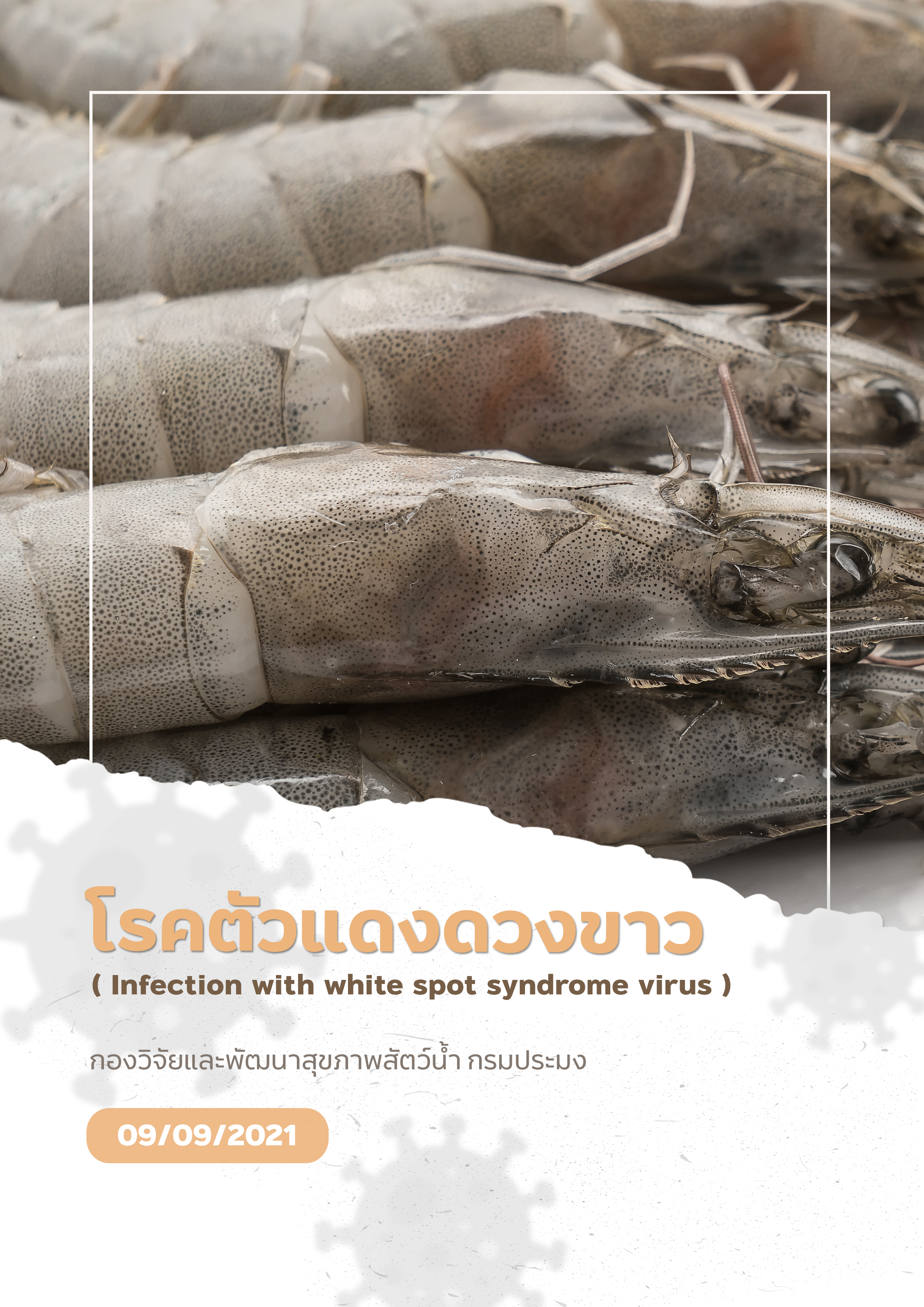โรคตัวแดงดวงขาว (WSSV)..คลิก