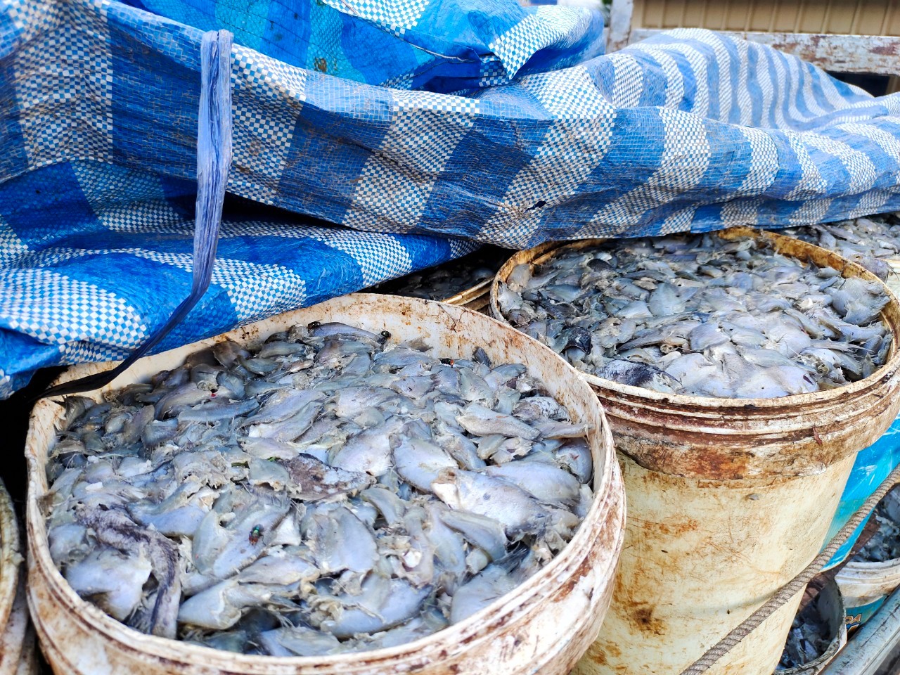 ตรวจสอบสินค้าประมงที่นำเข้า-ส่งออก  ทางด้านพรมแดนถาวรคลองลึก..คลิก