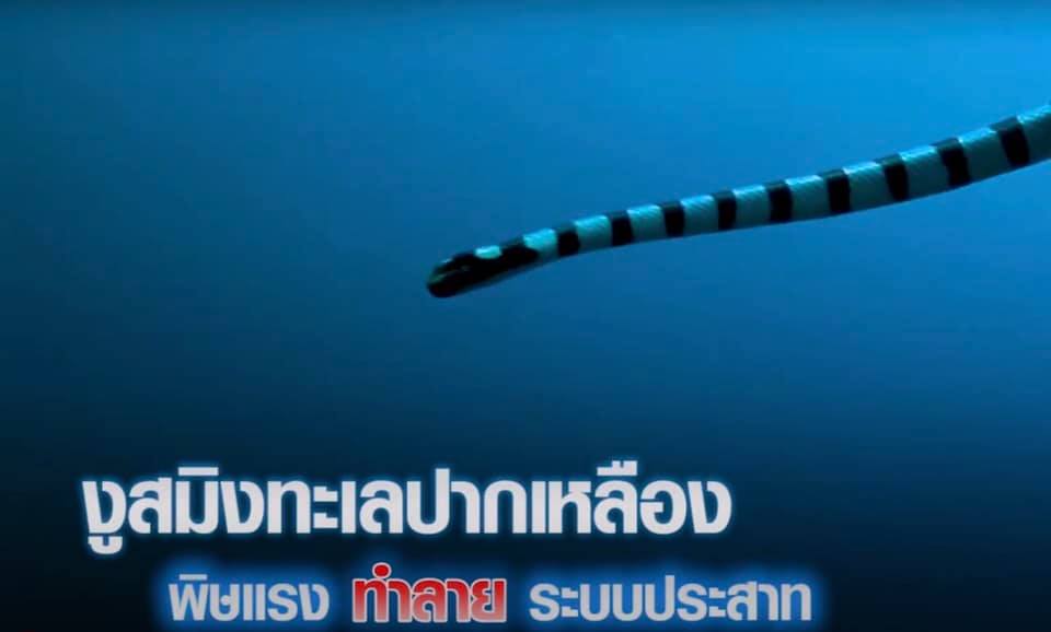 ท่องโลกใต้น้ำ พร้อมเที่ยวกรมประมงได้แค่ปลายนิ้ว ผ่านนิทรรศการเสมือนจริง..คลิก