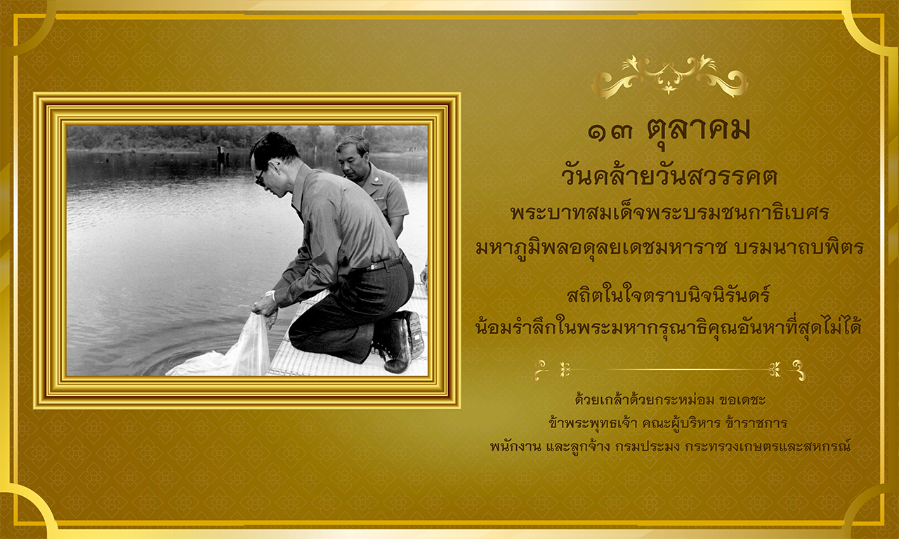 ๑๓ ตุลาคม วันคล้ายวันสวรรคต พระบาทสมเด็จพระบรมชนกาธิเบศร  มหาภูมิพลอดุลยเดชมหาราช บรมนาถบพิตร  สถิตในใจตราบนิจนิรันดร์  น้อมรำลึกในพระมหากรุณาธิคุณอันหาที่สุดไม่ได้  ด้วยเกล้าด้วยกระหม่อม ขอเดชะ ข้าพระพุทธเจ้า ข้าราชการ พนักงาน และลูกจ้าง ด่านตรวจประมงภูเก็ต กรมประมง กระทรวงเกษตรและสหกรณ์..คลิก