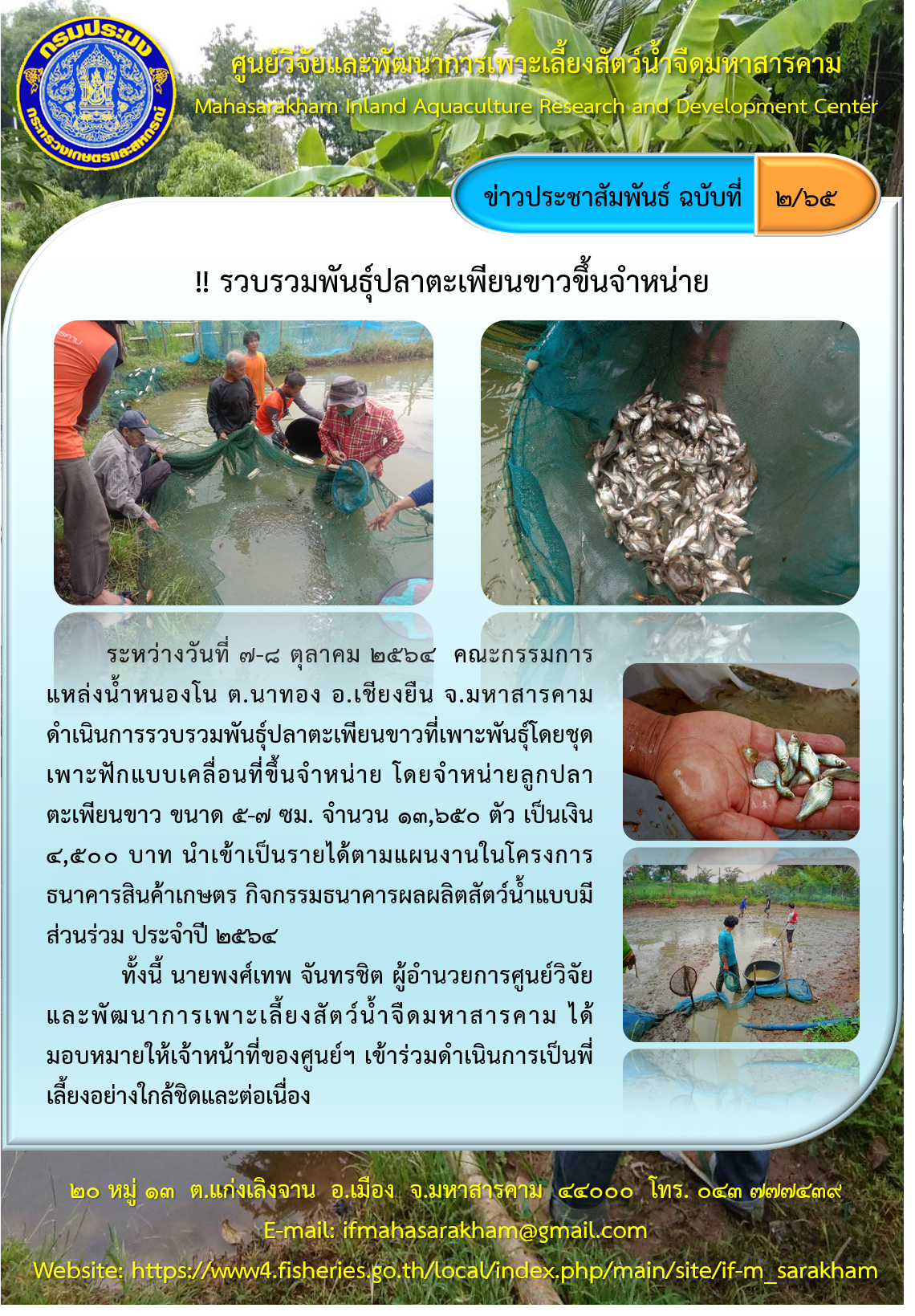 รวบรวมพันธุ์ปลาตะเพียนขาวขึ้นจำหน่าย..คลิก