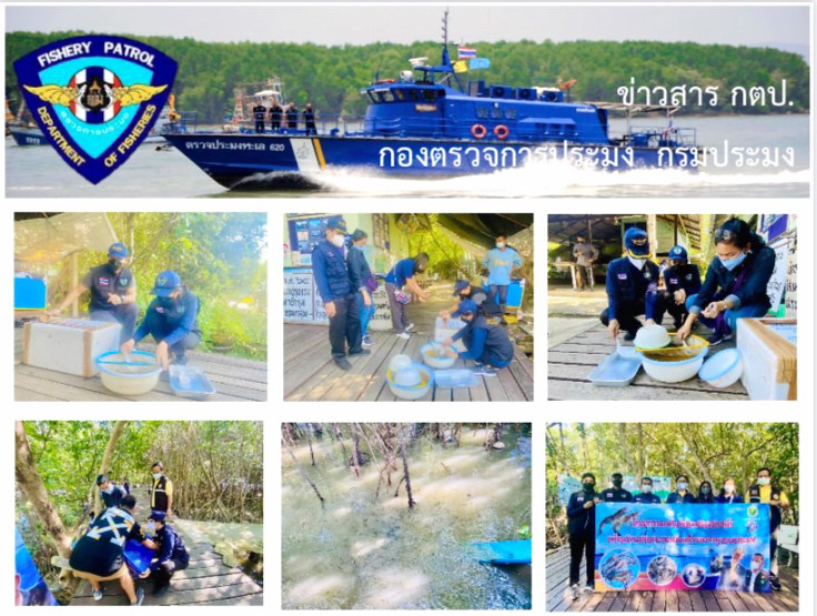 ร่วมตรวจรับพัสดุการเกษตร (กุ้งกุลาดำ) และปล่อยพันธุ์กุ้ง จำนวน 200,000 ตัว พื้นที่จังหวัดสมุทรสาคร