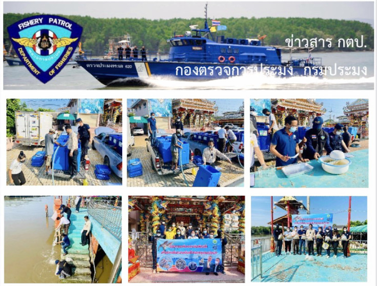 ร่วมตรวจรับพัสดุการเกษตร (กุ้งกุลาดำ) และปล่อยพันธุ์กุ้ง จำนวน 500,000 ตัว พื้นที่จังหวัดสมุทรปราการ