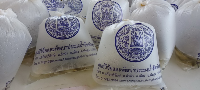 สนับสนุนพันธุ์ปลากินพืช เพื่อปล่อยในกิจกรรมจิตอาสาพัฒนา..คลิก