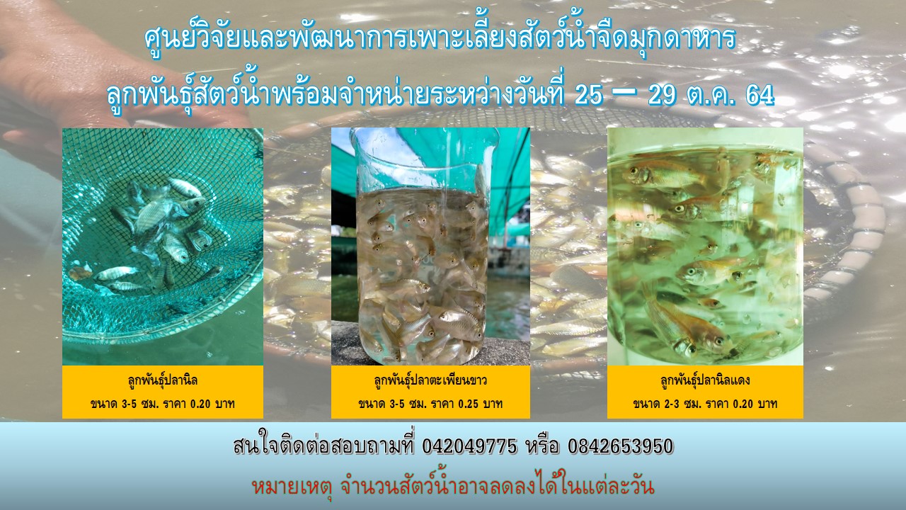 ลูกพันธุ์สัตว์น้ำพร้อมจำหน่าย..คลิก
