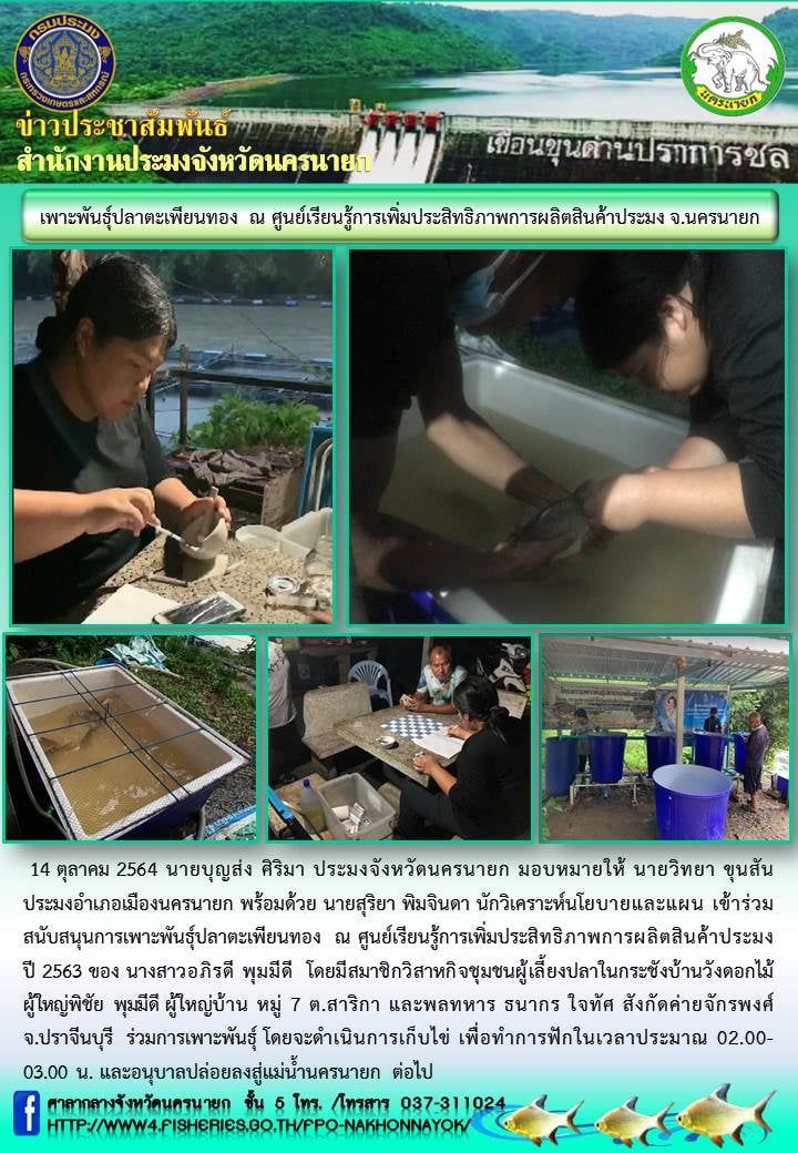 ร่วมกันสนับสนุนการเพาะพันธุ์ปลาตะเพียนทอง โดยวิธีการผสมเทียม..คลิก