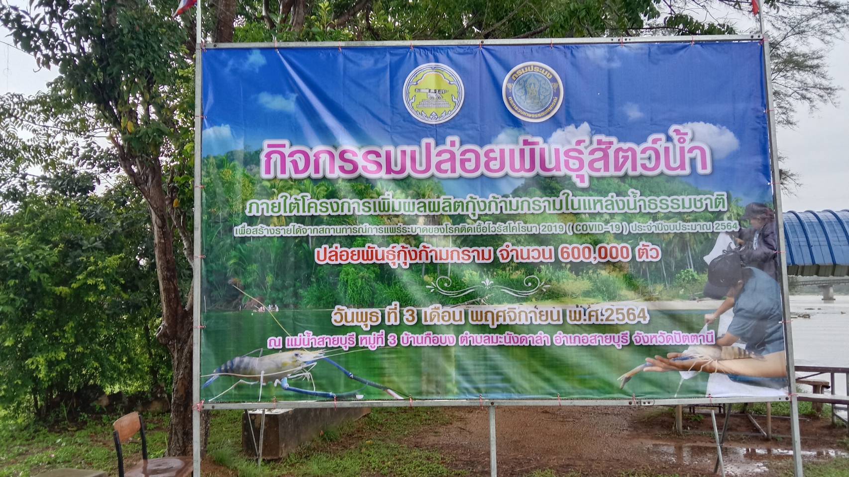 กิจกรรมปล่อยพันธุ์กุ้งก้ามกราม จำนวน 600,000ตัว บริเวณแม่น้ำสายบุรี ต.มะนังดาลำ อ.สายบุรี จ.ปัตตานี