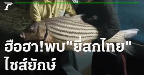 คุณชนะอยากเล่า : ฮือฮา! พบ 'ยี่สกไทย' ไซส์ยักษ์ปลาหายากใกล้สูญพันธุ์..คลิก