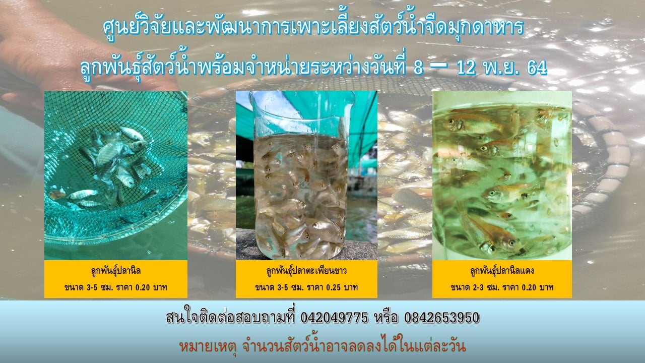 ลูกพันธุ์สัตว์น้ำพร้อมจำหน่าย..คลิก