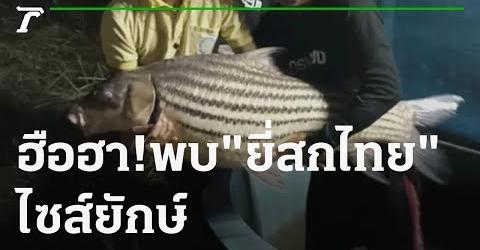 พันธุ์ปลายี่สกไทยในแม่น้ำโขงของกรมประมง