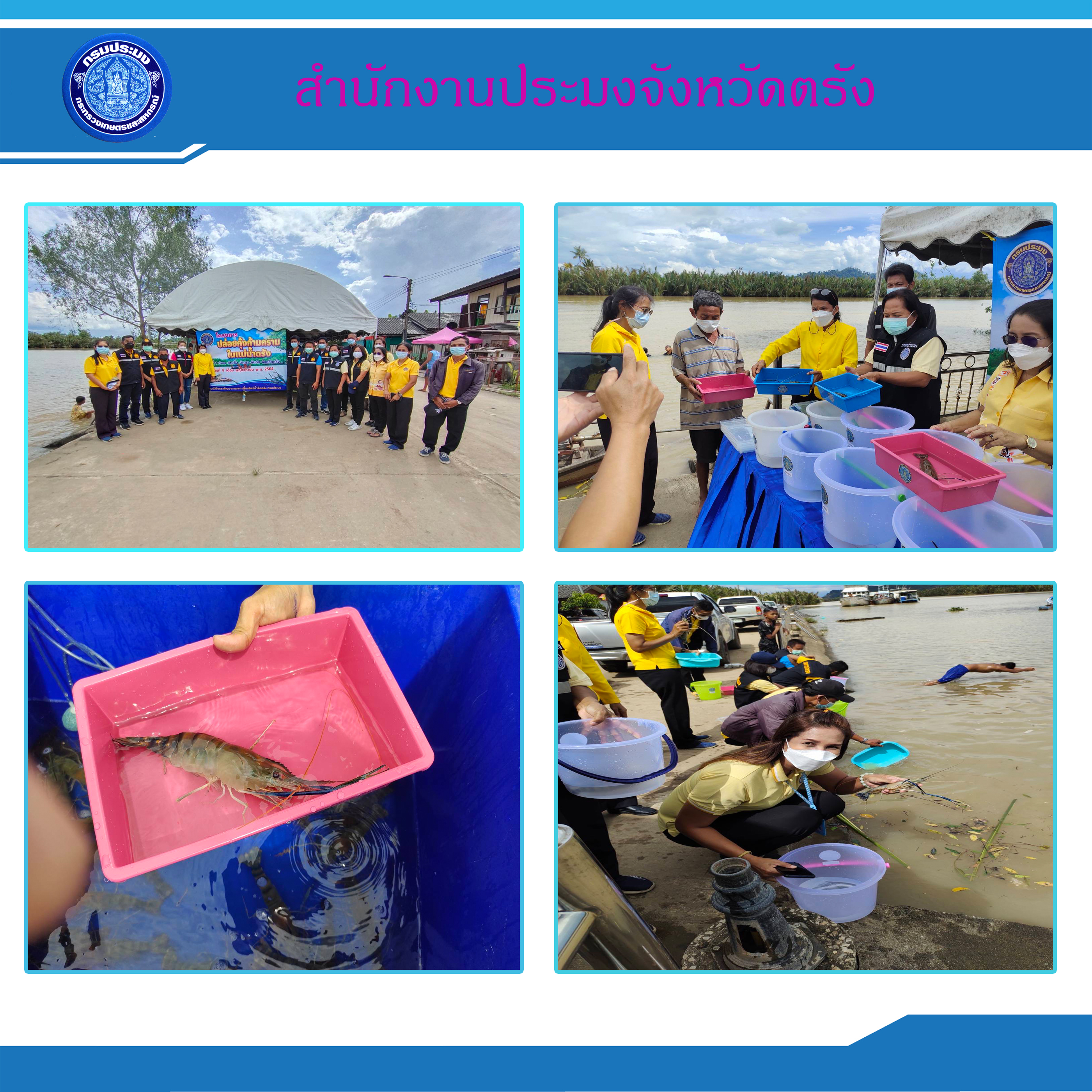 ปล่อยพันธุ์สัตว์น้ำ(แม่พันธุ์กุ้งก้ามกราม) ณ บริเวณริมฝั่งแม่น้ำตรัง ม.3 ต.ย่านซื่อ อ.กันตัง จ.ตรัง