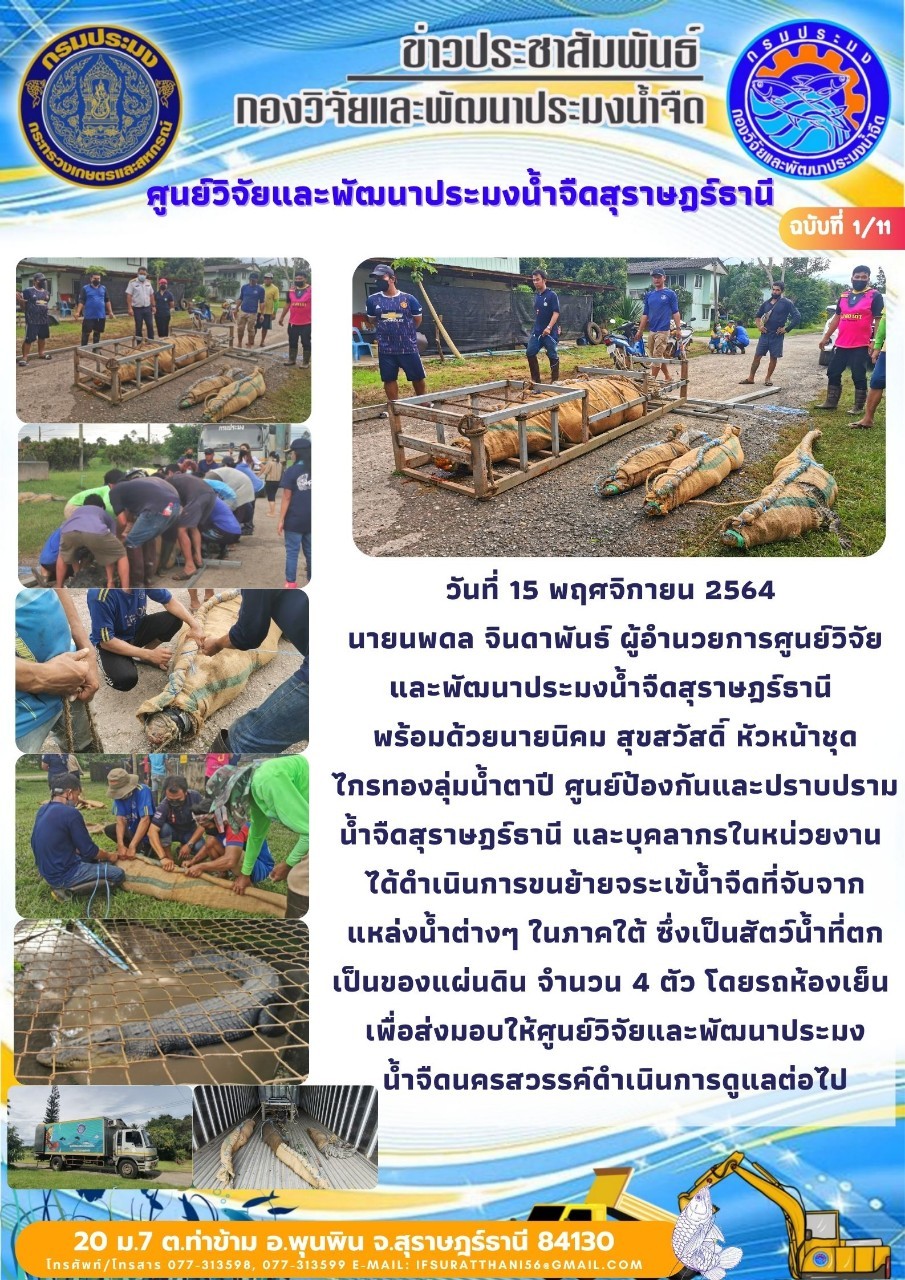 วันที่ 15 พฤศจิกายน 2564 ขนย้ายจระเข้น้ำจืดเพื่อส่งมอบศูนย์วิจัยและพัฒนาประมงน้ำนครสวรรค์