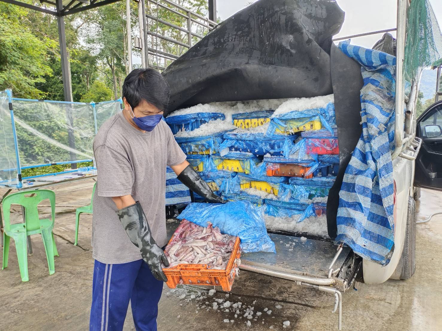 นายชนินทร์ น้อยสอาด หัวหน้าด่านตรวจประมงกาญจนบุรี มอบหมายให้ เจ้าหน้าที่ด่านตรวจประมงกาญจนบุรี ตรวจสอบสินค้าสัตว์น้ำและเอกสารการนำเข้า หมึกกล้วยแช่เย็น ปลาสำลีแช่เย็น และสัตว์น้ำอื่นๆ ผ่านทางช่องทางจุดผ่านแดนถาวรบ้านพุน้ำร้อน..คลิก