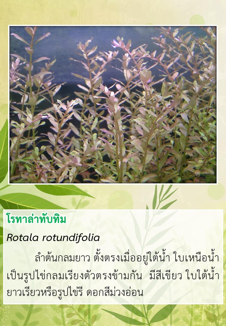 ชมพรรณไม้น้ำ..คลิก