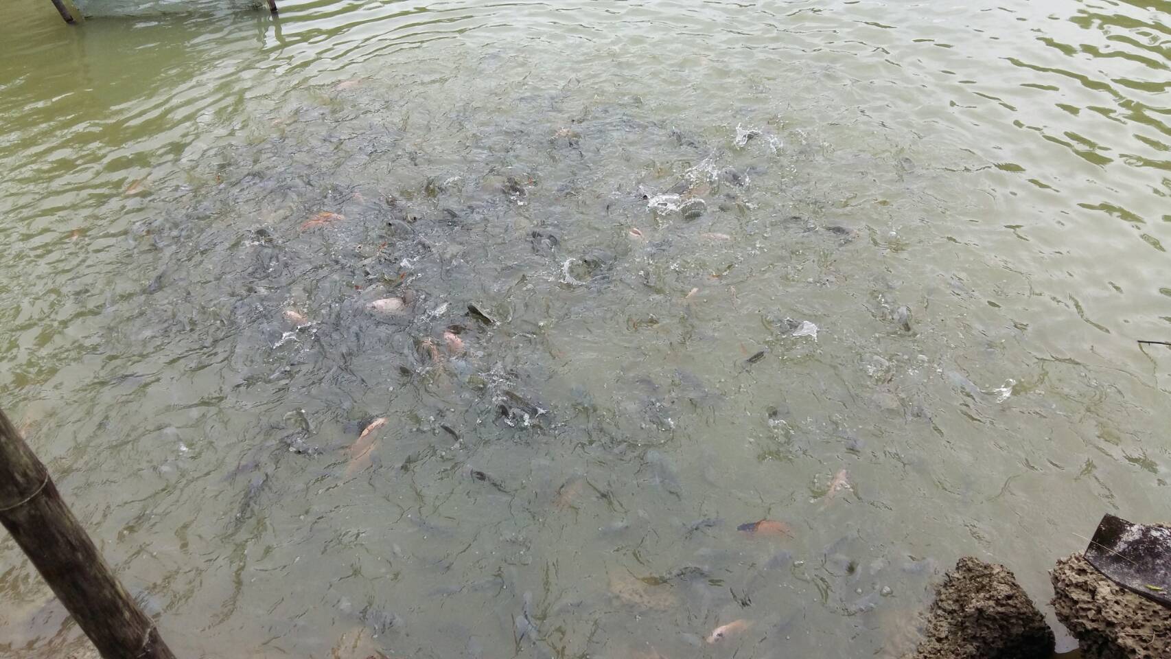 ติดตามประเมินศักยภาพและจัดกลุ่ม ศพก.เครือข่าย ด้านการประมง อำเภอแม่แตง จังหวัดเชียงใหม่