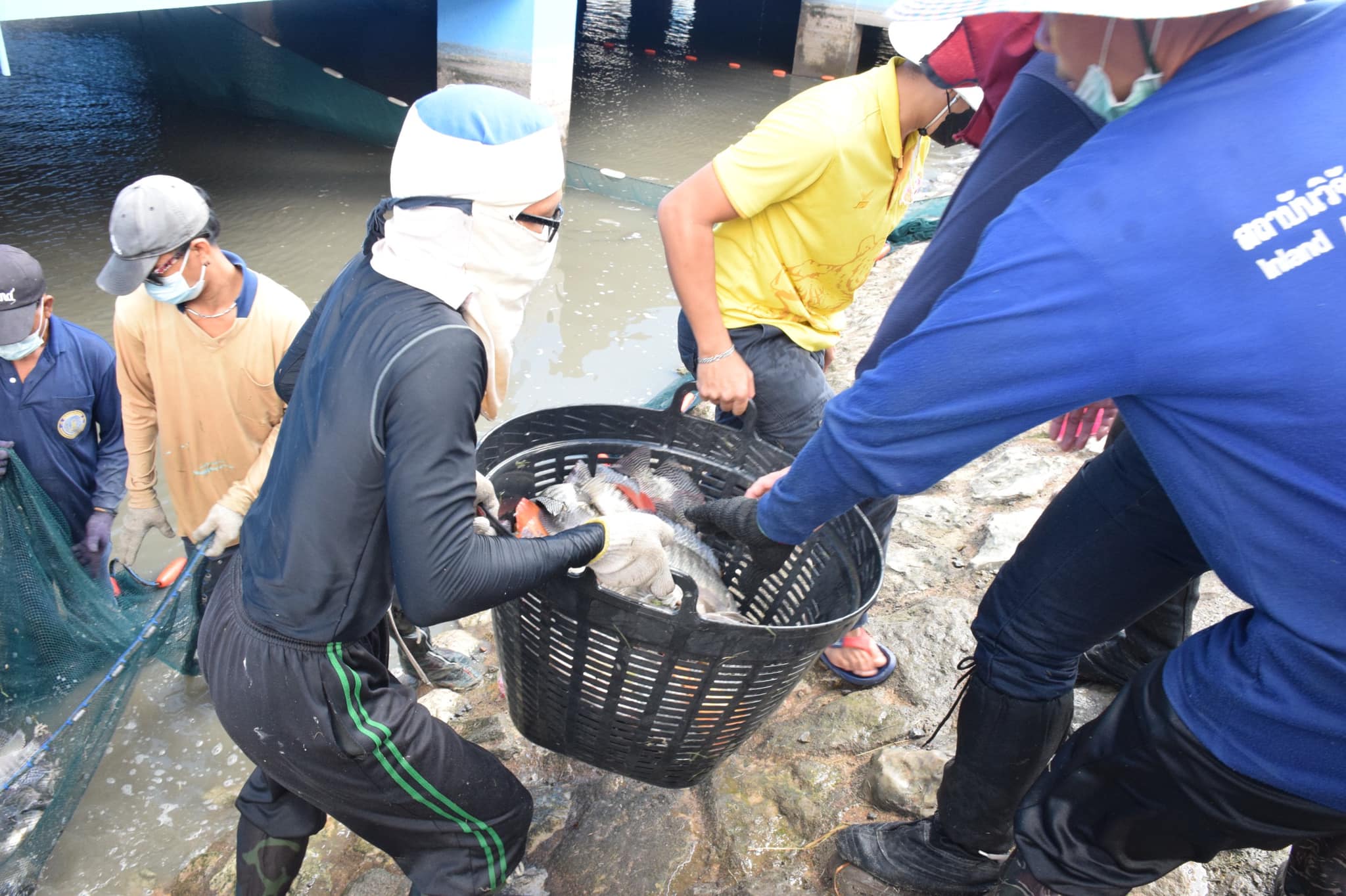 ดำเนินการเคลื่อนย้ายปลาน้ำจืดใต้อาคารจุฬาภรณ์ กรมประมง เพื่อให้ศูนย์ฯต่าง ๆ ของกรมประมงนำไปเพาะขยายพันธุ์เป็นสัตว์น้ำต้นทุนสำหรับสำรองไว้ช่วยเหลือเกษตรกร กรณีที่ประสบภัยธรรมชาติ..คลิก