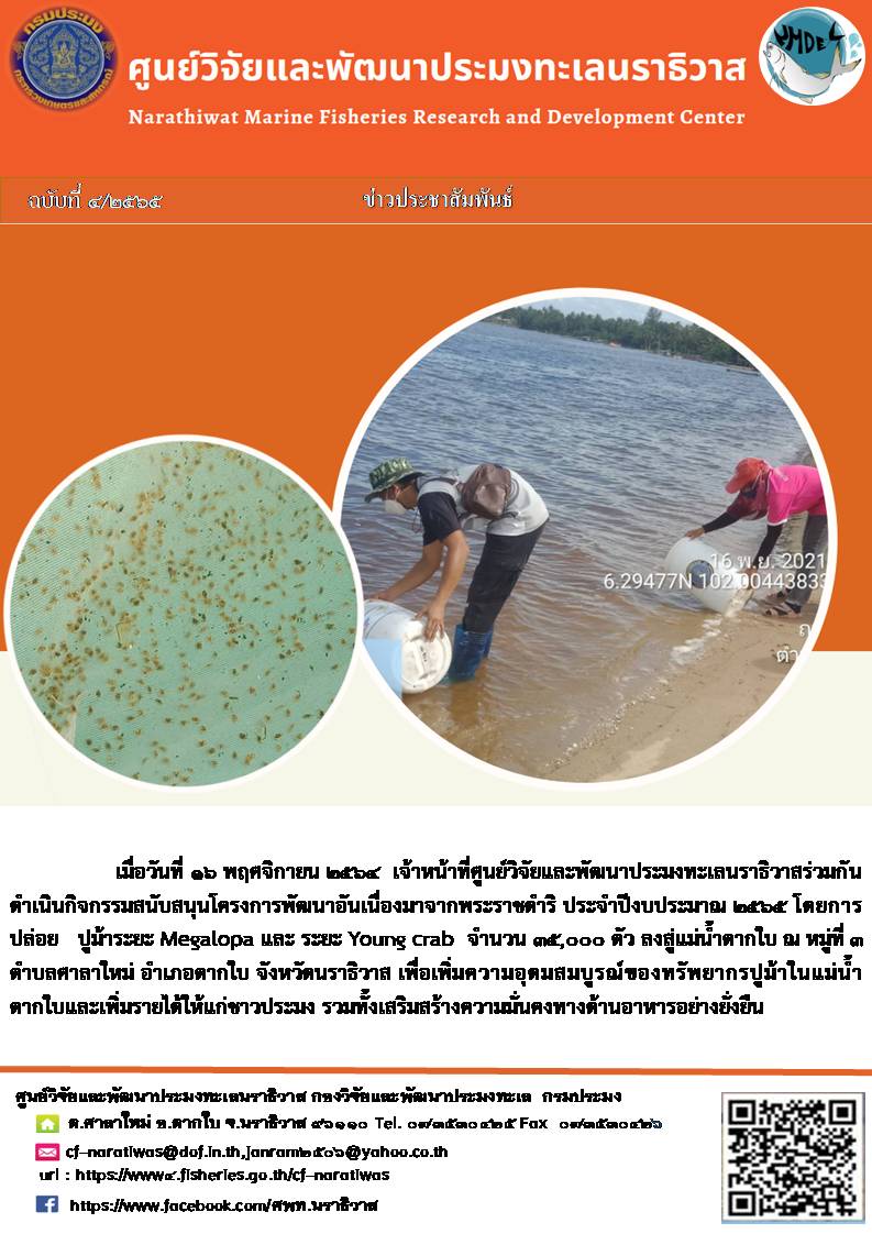 การปล่อยปูม้าระยะ  Megalopa – Young crab  ลงสู่แม่น้ำตากใบ  กิจกรรมสนับสนุนโครงการพัฒนาอันเนื่องมาจากพระราชดำริ ประจำปี  2565..คลิก
