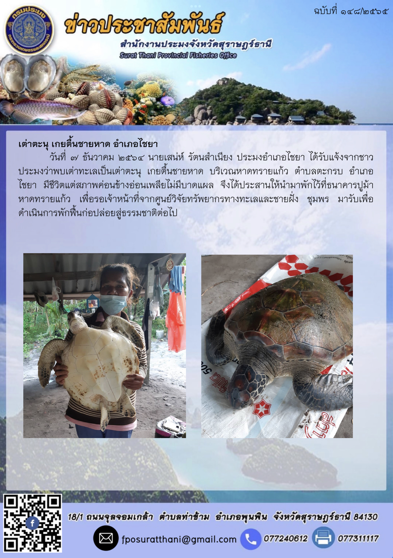 เต่าตะนุ เกยตื้นชายหาด อำเภอไชยา      ..คลิก
