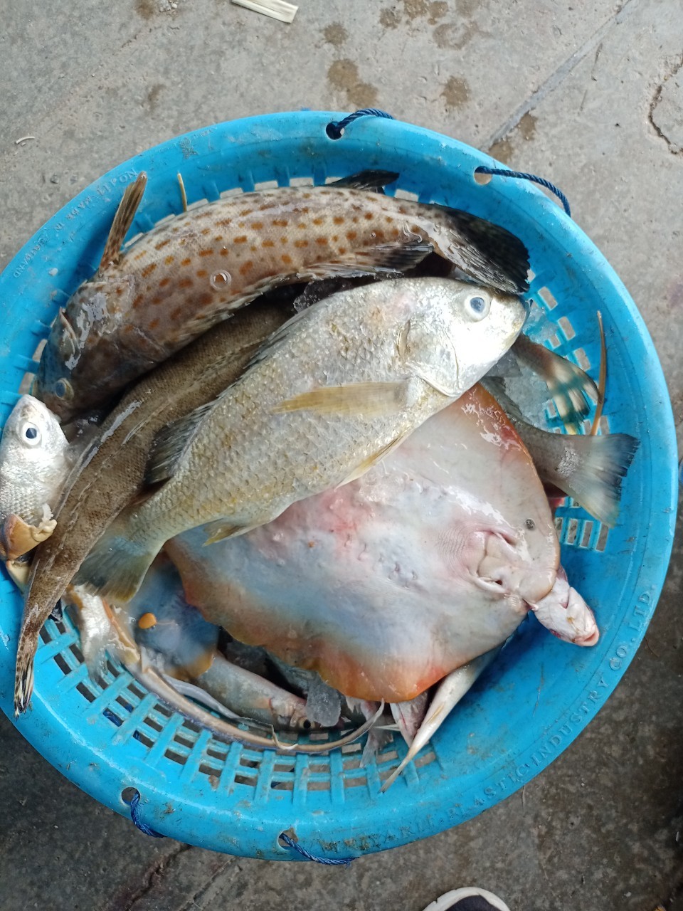 เมื่อวันที่ 8-9 พฤศจิกายน 2564 เจ้าหน้าที่ศูนย์วิจัยและพัฒนาประมงทะเลสงขลา เก็บรวบรวมข้อมูลสภาวะการประมงพื้นบ้านในเขตจังหวัดสงขลา ณ ท่าขึ้นสัตว์น้ำบ้านตลิ่งชัน หมู่ที่ 8 ตำบลตลิ่งชัน อำเภอจะนะ ได้จำนวนเรือประมงตัวอย่างทั้งหมด 2 ลำและวันที่ 15-18 พฤศจิกายน พ.ศ. 2564 เก็บรวบรวมข้อมูลสภาวะการประมงพื้นบ้านในเขตจังหวัดนครศรีธรรมราช ณ ท่าขึ้นสัตว์น้ำบ้านบางแพง หมู่ที่ 1 ตำบลท้องเนียน อำเภอขนอม ได้จำนวนเรือประมงตัวอย่างทั้งหมด 15 ลำ..คลิก