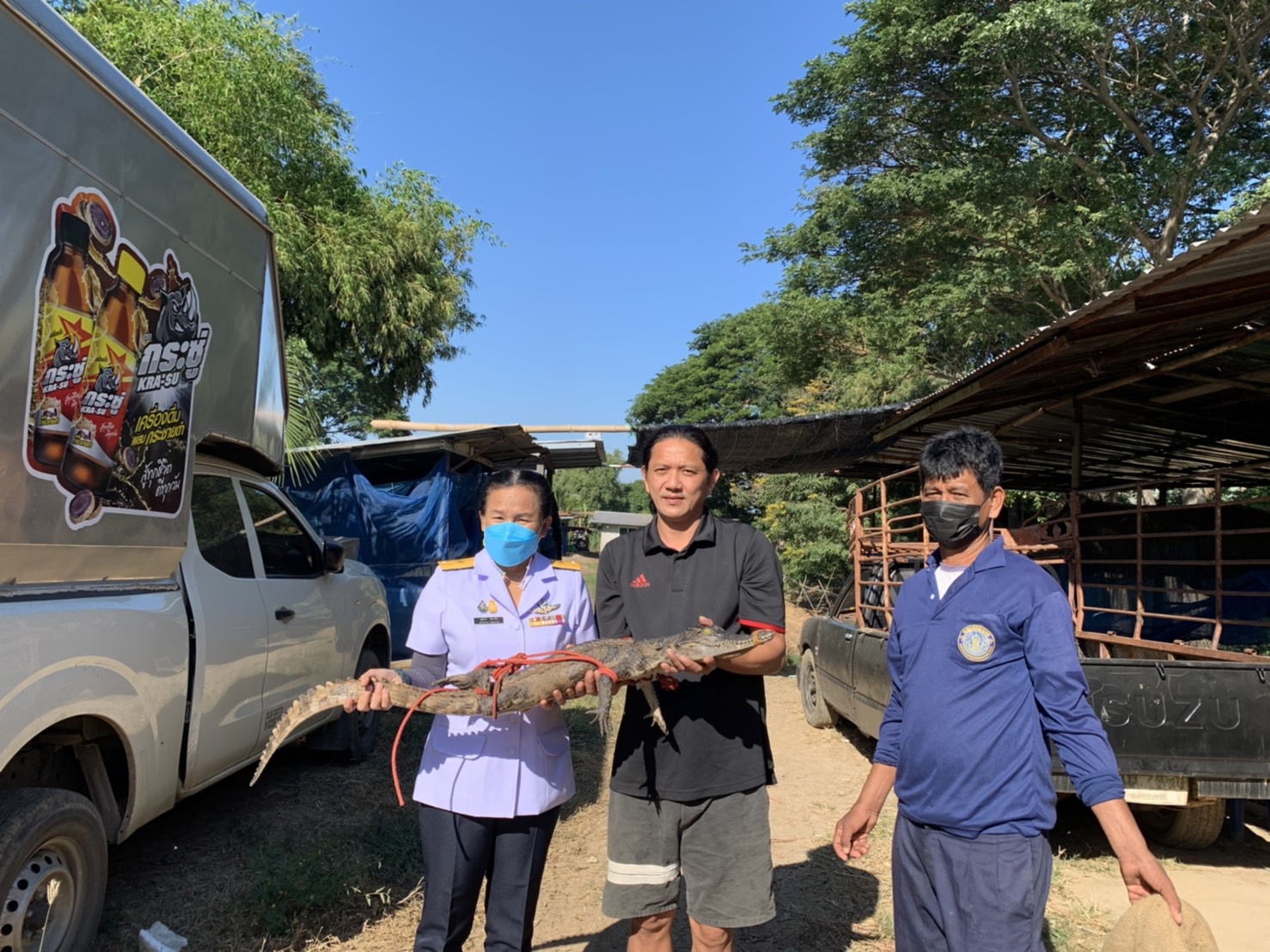 สำนักงานประมงจังหวัดนครสวรรค์ร่วมกับศูนย์วิจัยและพัฒนาประมงน้ำจืดนครสวรรค์ จับจระข้ หลังจากได้รับแจ้งจากชาวบ้าน..คลิก