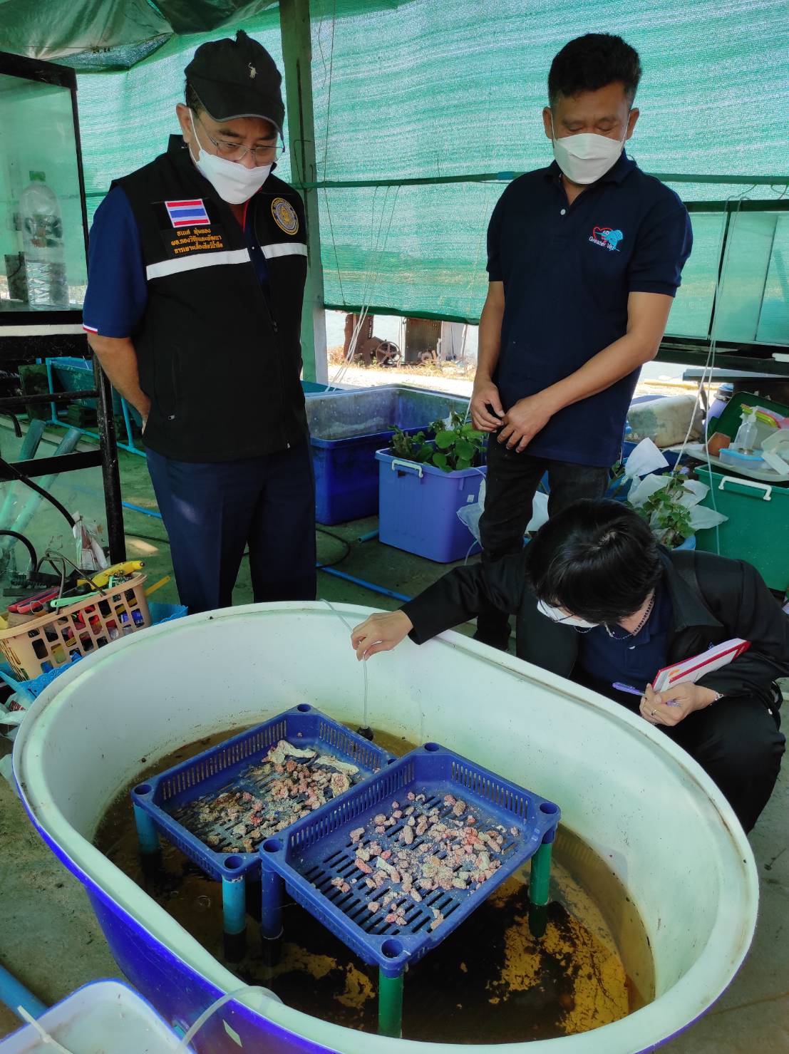 หอยเชอรี่ สัตว์น้ำเศรษฐกิจ กับวิถีชีวิต BCG..คลิก