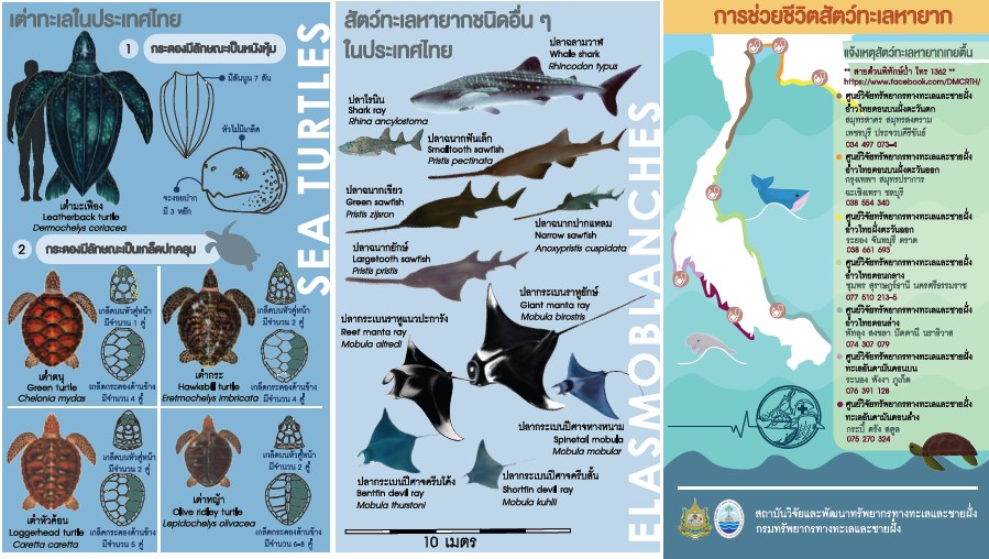 การช่วยชีวิตสัตว์ทะเลหายาก