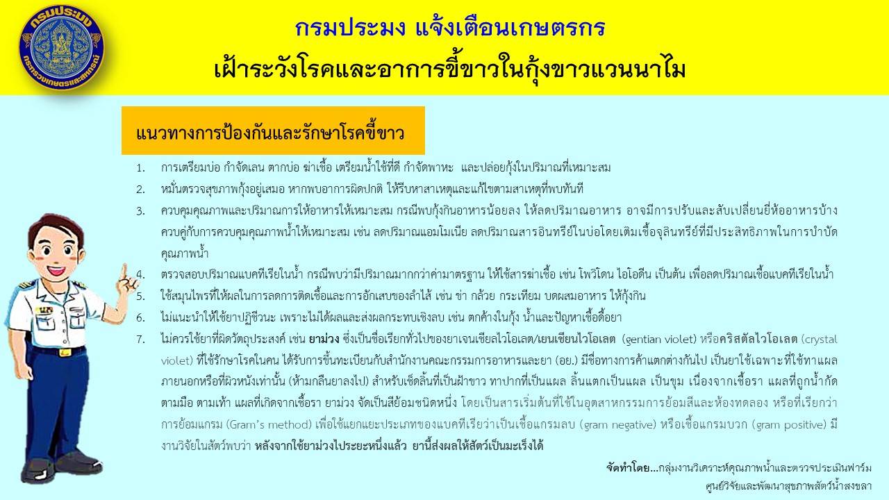 กรมประมง แจ้งเตือนเกษตรกร เฝ้าระวังโรคและอาการขี้ขาวในกุ้งขาวแวนนาไม..คลิก