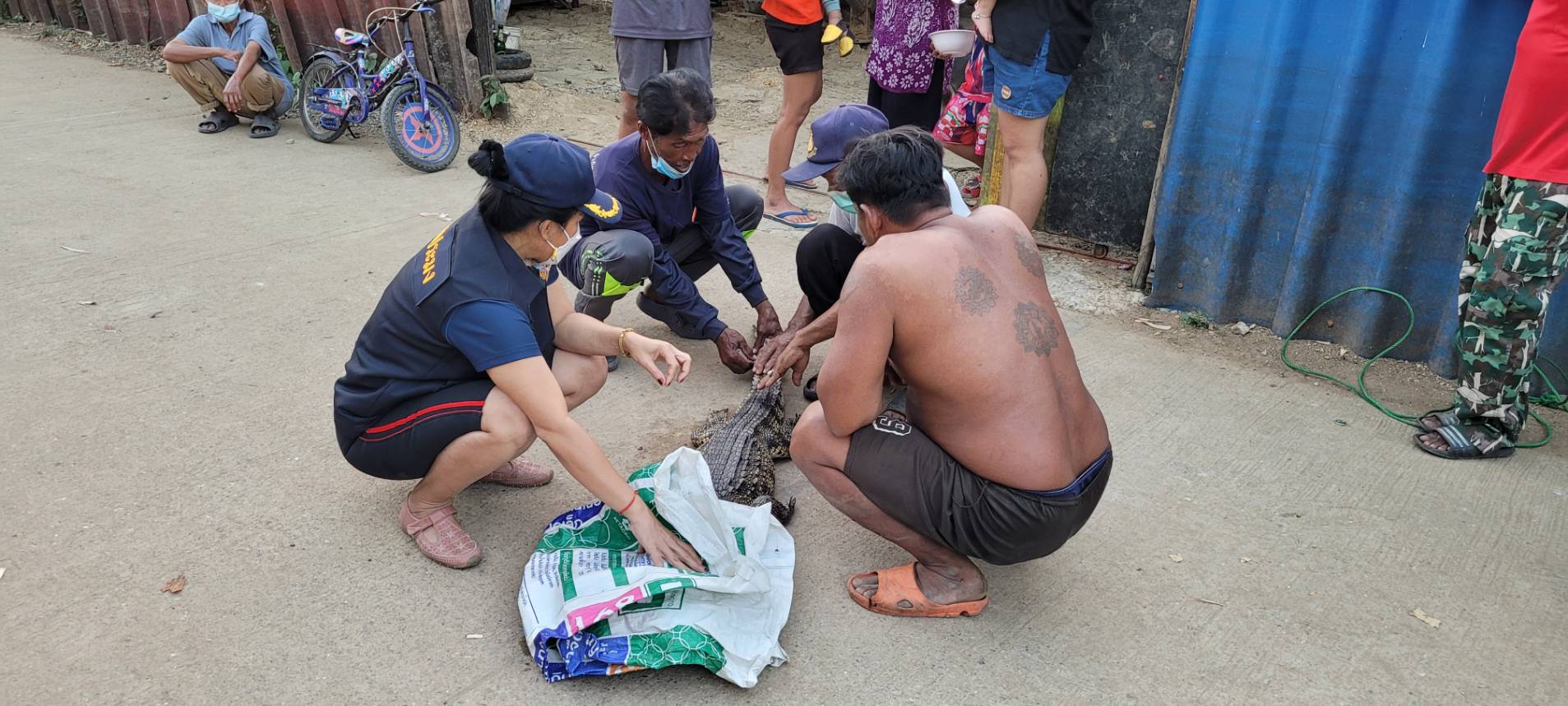 สำนักงานประมงจังหวัดนครสวรรค์ร่วมกับประชาชน หลังวัดหัวดง หมู่ที่ 5 ตำบลพระนอน อำเภอเมืองนครสวรรค์ จังหวัดนครสวรรค์ จับจระเข้เพศเมีย ขนาด 1.67 เมตร หลังได้รับแจ้ง และส่งมอบให้กับศูนย์วิจัยและพัฒนาประมงน้ำจืดนครสวรรค์ เพื่อทำการศึกษาวิจัย..คลิก