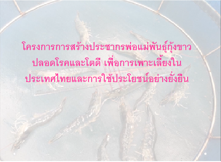 โครงการการสร้างประชากรพ่อแม่พันธุ์กุ้งขาวปลอดโรคและโตดี เพื่อการเพาะเลี้ยงในประเทศไทยและการใช้ประโยชน์อย่างยั่งยืน
