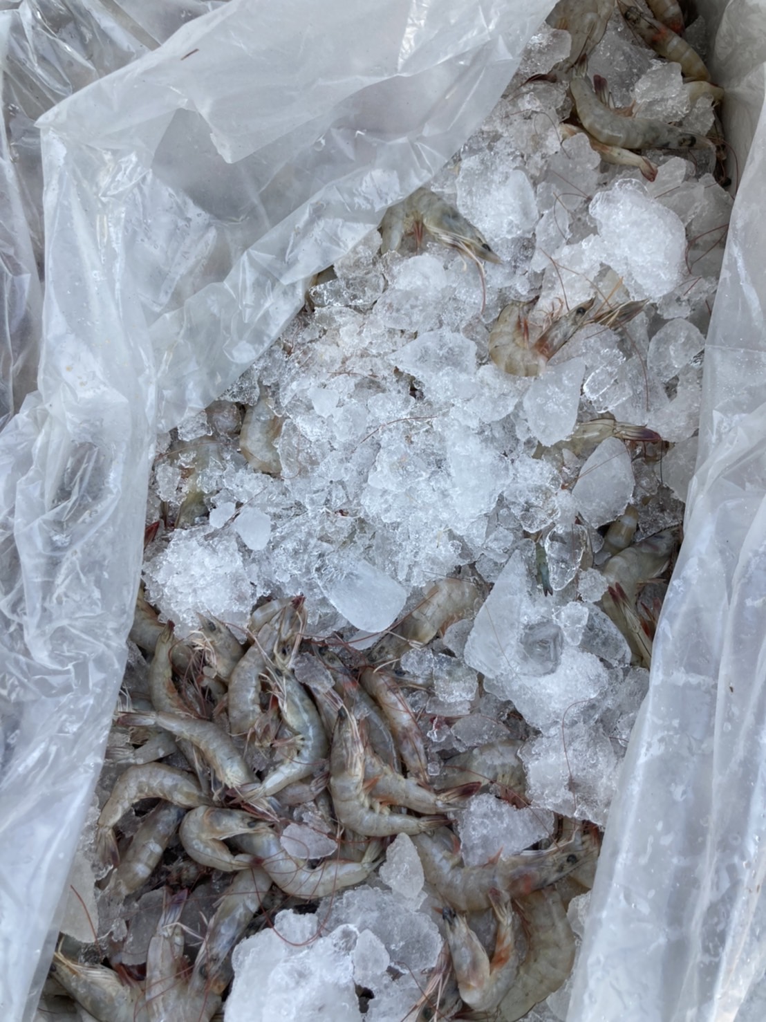 ผลการปฏิบัติงานด่านตรวจประมงสุรินทร์ วันที่ 1 มกราคม พ.ศ.2565..คลิก