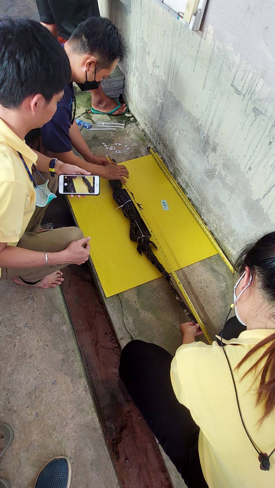 ความคืบหน้ากรณีพบจระเข้ในเขตพื้นที่จังหวัดปราจีนบุรี..คลิก