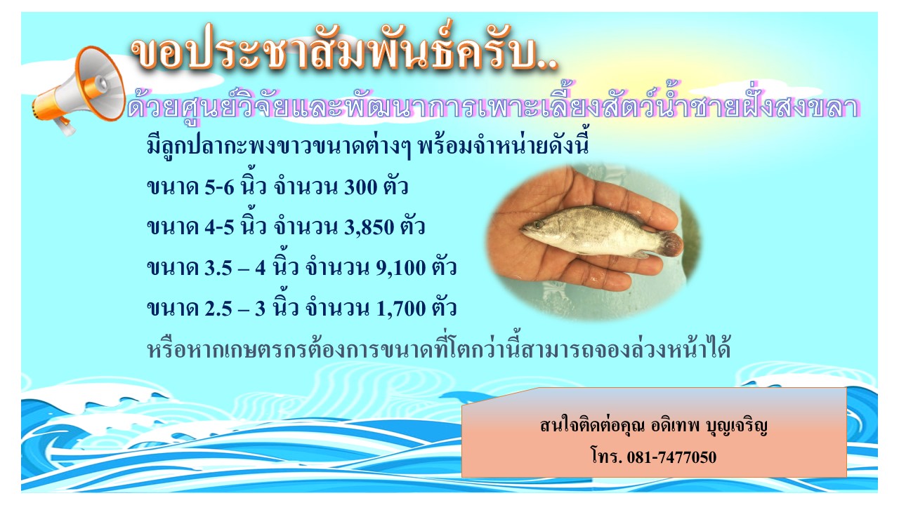 ขณะนี้ทางศูนย์ฯ มีลูกพันธุ์ปลากะพงขาวจำหน่าย..คลิก