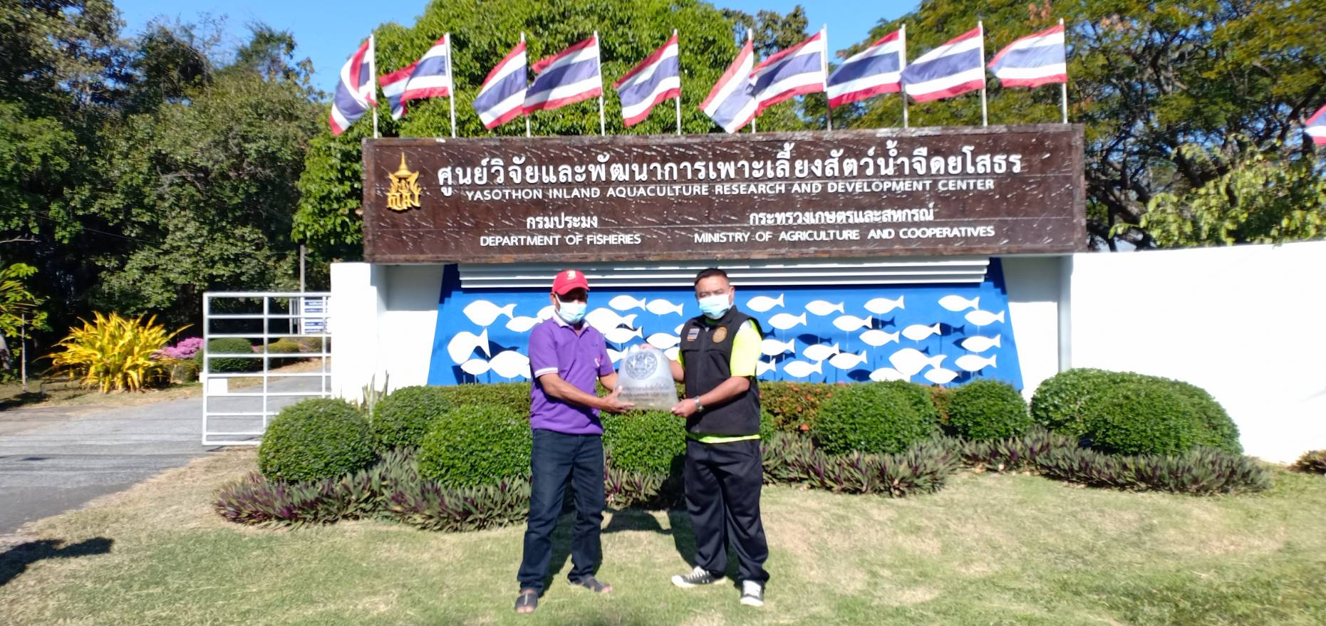 ภาพกิจกรรม วันที่ 3 ม.ค. 2565 ส.ค.ส.ปีใหม่ 2565 ให้ชาวยโสธร  โดยศูนย์วิจัยและพัฒนาการเพาะเลี้ยงสัตว์น้ำจืดยโสธร กองวิจัยและพัฒนาการเพาะเลี้ยงสัตว์น้ำจืด แจกฟรี พันธุ์ปลาไทย และเชิญชวน เยี่ยมชมหน่วยงาน ระหว่างวันที่ 1 - 15 ม.ค 2565