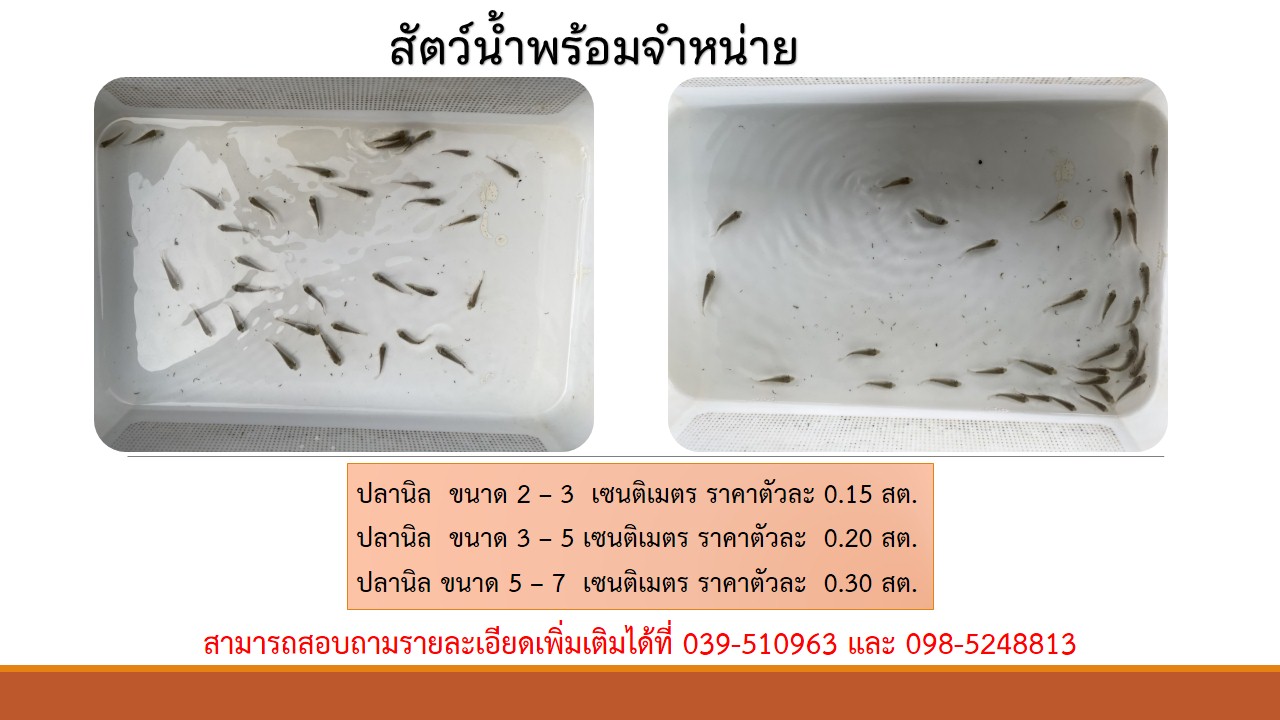 สัตว์น้ำพร้อมจำหน่าย..คลิก