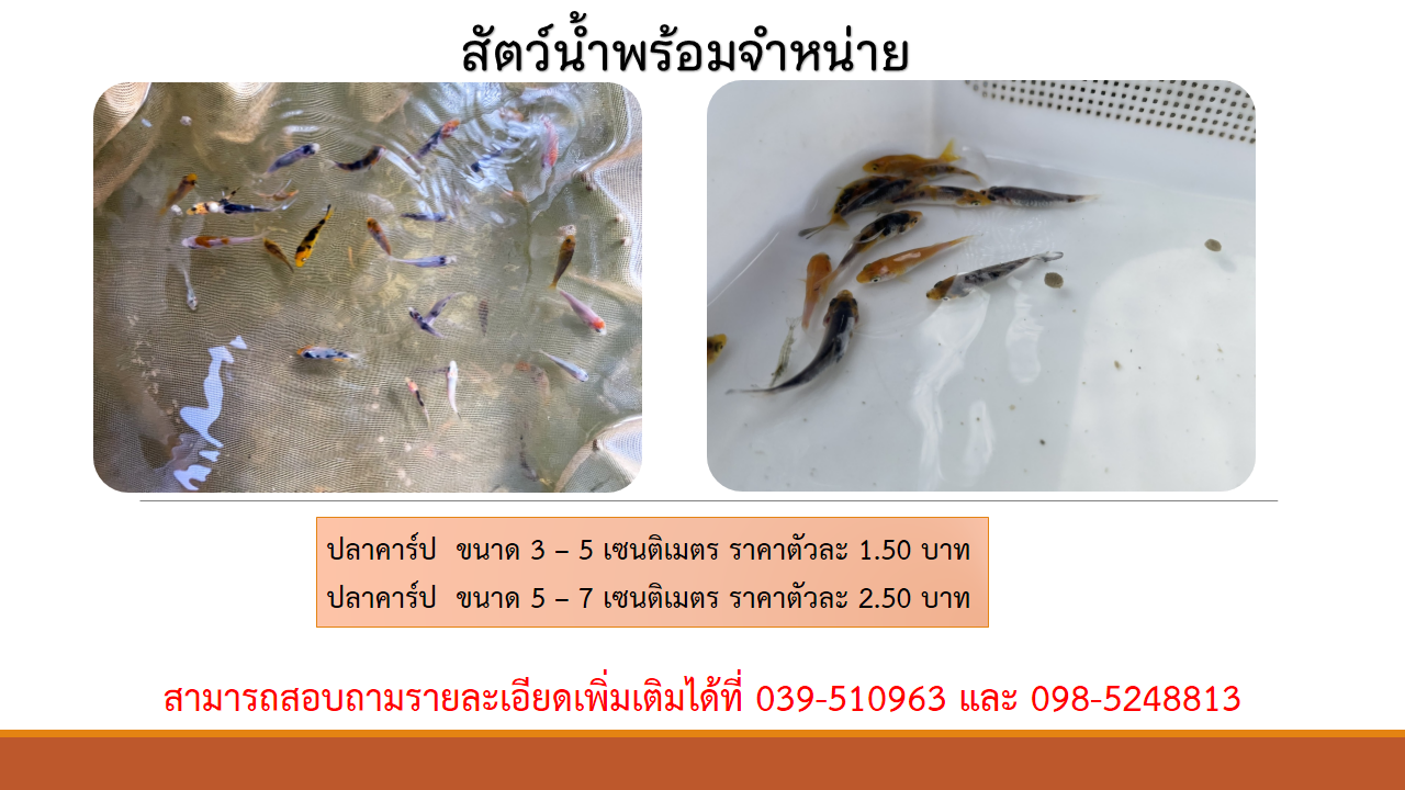 สัตว์น้ำพร้อมจำหน่าย