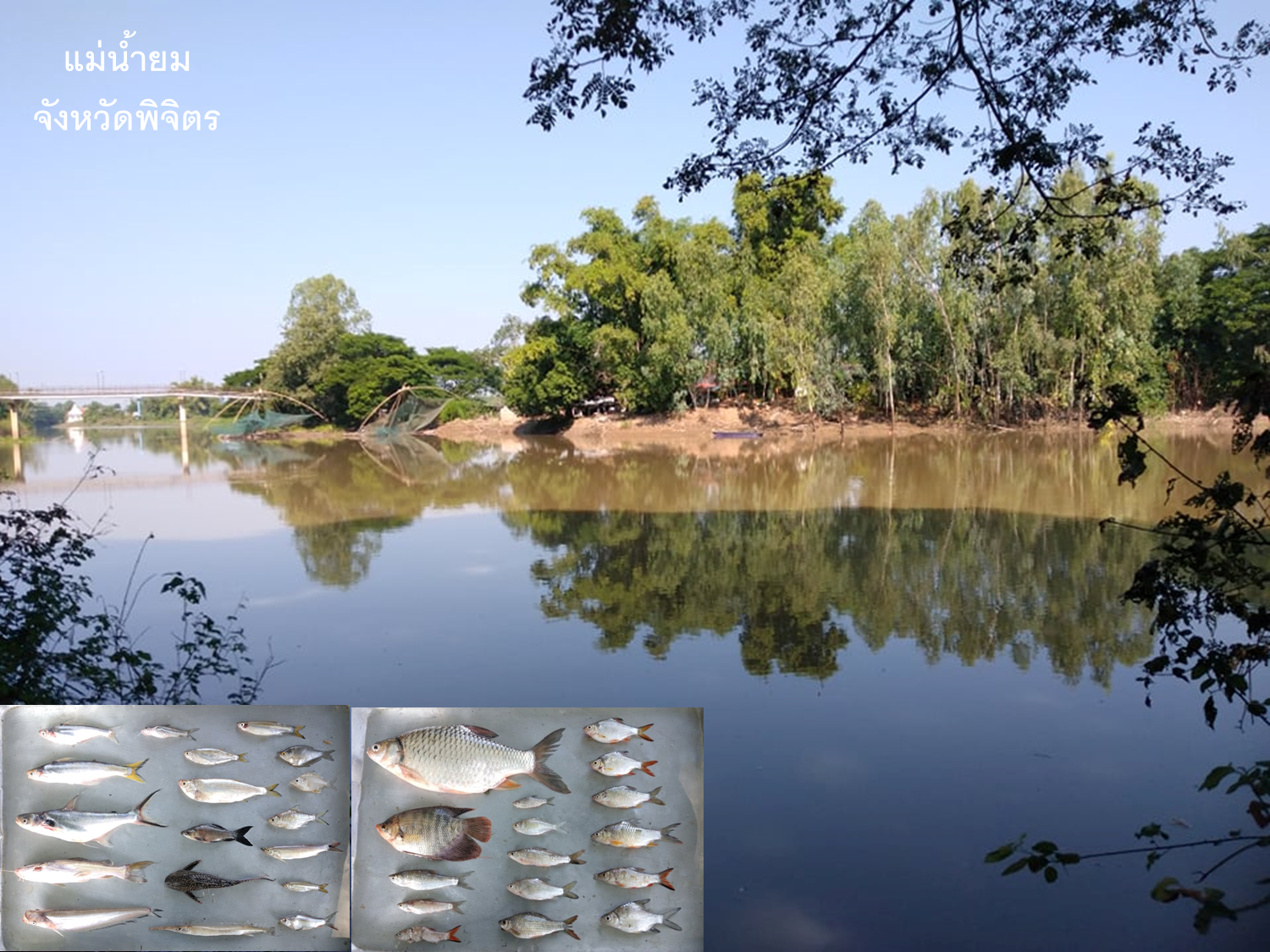 กิจกรรมการประเมินสถานภาพทรัพยากรสัตว์น้ำในแหล่งน้ำและแหล่งน้ำขนาดใหญ่ของไทย ประจำปีงบประมาณ 2565 ครั้งที่ 1..คลิก