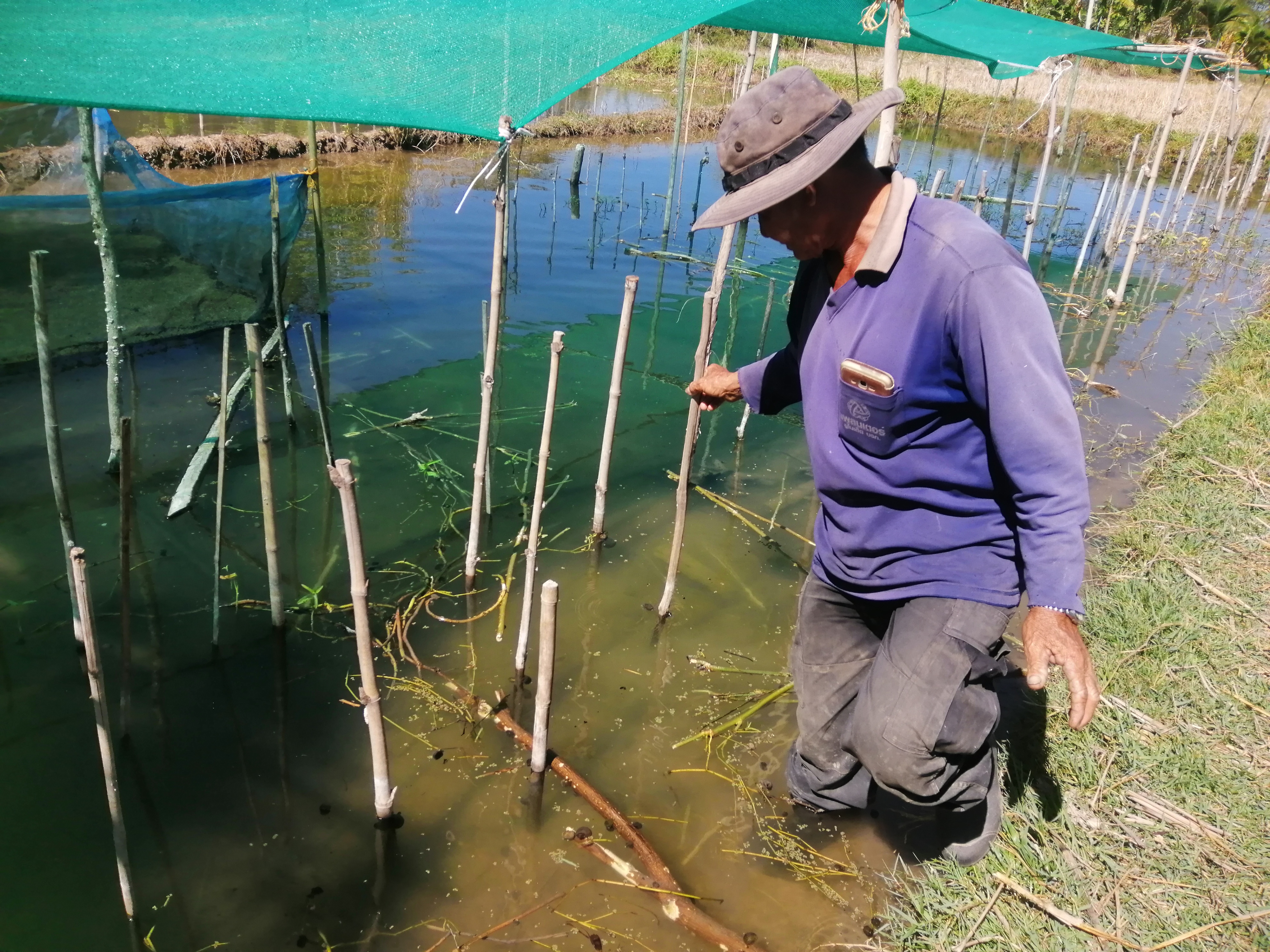 สำรวจจำนวนผู้เพาะเลี้ยงหอยเชอรี่พื้นที่ตำบลแคนใหญ่ อำเภอเมืองร้อยเอ็ด จังหวัดร้อยเอ็ด..คลิก