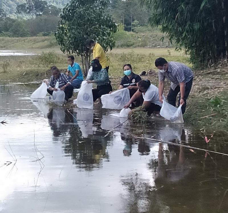 สนับสนุนพันธุ์ปลากินพืช เพื่อปล่อยลงสู่อ่างเก็บน้ำเขาหัวช้าง จังหวัดพัทลุง..คลิก