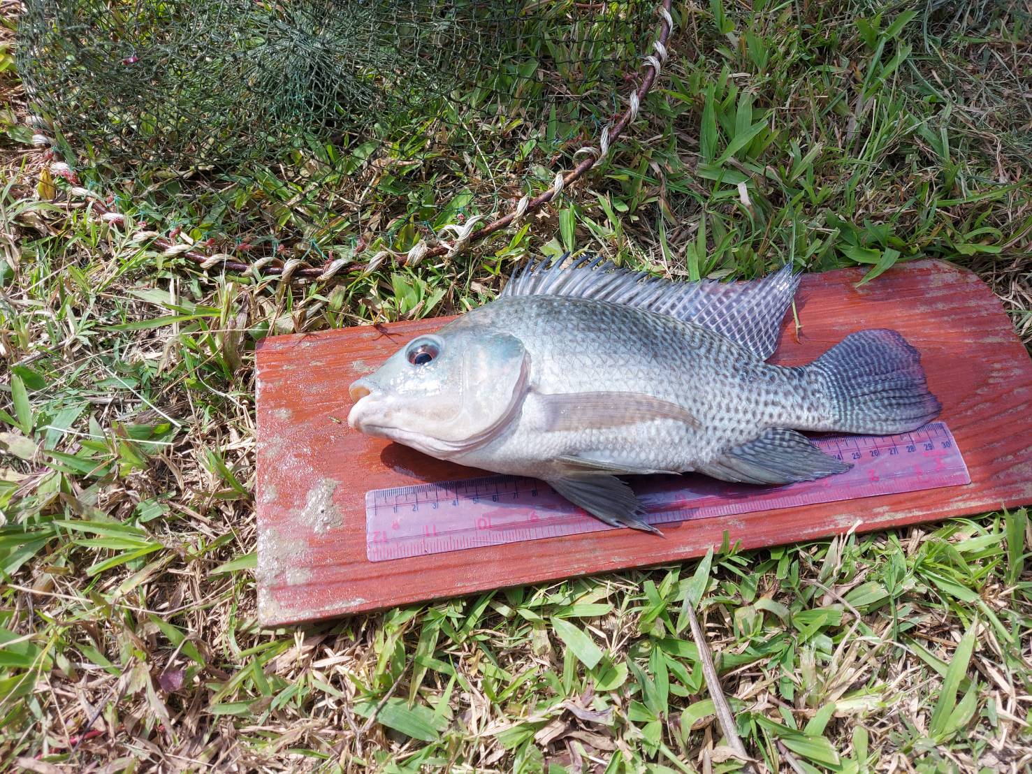 ประมงอำเภอเขาชัยสน ให้คำแนะนำเกษตรที่เข้าร่วมกิจกรรมพัฒนาเกษตรอินทรีย์  ด้านการเพาะเลี้ยงสัตว์น้ำจืด ประจำปี 2563