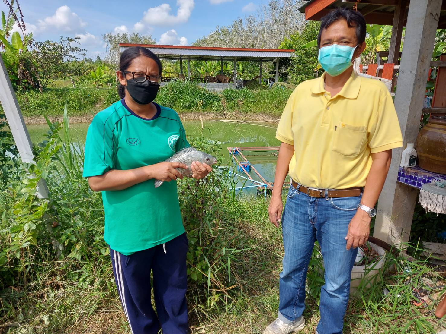 ประมงอำเภอเขาชัยสน ให้คำแนะนำเกษตรที่เข้าร่วมกิจกรรมพัฒนาเกษตรอินทรีย์  ด้านการเพาะเลี้ยงสัตว์น้ำจืด ประจำปี 2563..คลิก